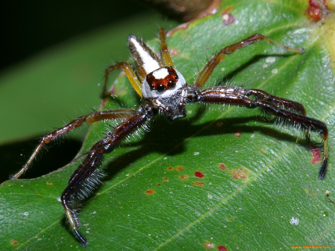 largevietnameseredandwhitejumpingspider, , 